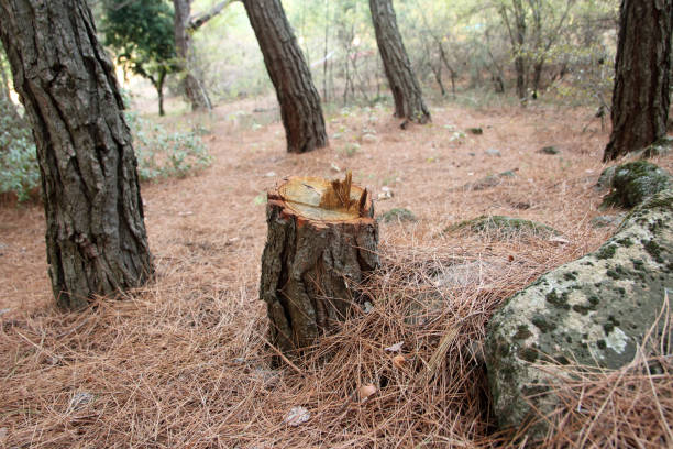 How Our Tree Care Process Works  in  Shasta, CA